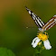 Common Sailer