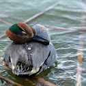 green winged teal