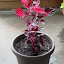 Bloodleaf