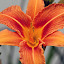 Day Lily
