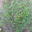 Berry Bush