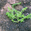 Winter Savory