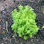 Marjoram