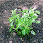Lemon Balm