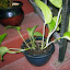 Pothos