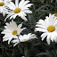 Daisies