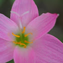 Straits Rhododendron