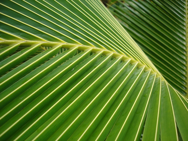 [leaves[1].jpg]