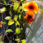 Black Eyed Susan Vine