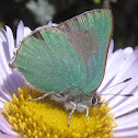 Coastal Green Hairstreak
