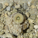 Green zoanthids