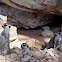 Meerkats