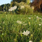 Queen Anne's lace