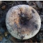 Mushroom ?