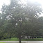 Northern Red Oak