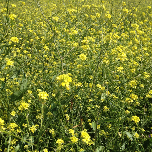 Indian Mustard Project Noah