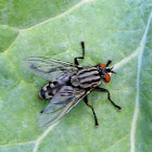 Flesh Fly
