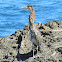 Bare-throated tiger heron, juv.
