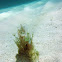 White Mermaid's Wine Glass algae