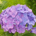 Hortensia