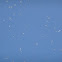 Seagulls