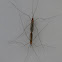 Craneflies