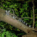 Small-spotted Genet