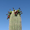Saguaro fruit