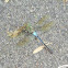 Blue Dasher Dragonfly