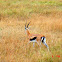 Thomson's Gazelle