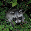 Common raccoon