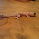 common house gecko