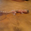 common house gecko