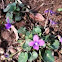 Violet