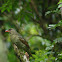 Green Catbird