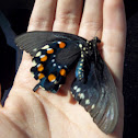 Pipevine swallowtail