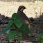 Red-legged Partridge; Perdíz Roja
