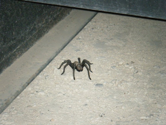 Spotting Image 1