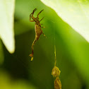 Scorpion-tailed spider