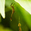 Scorpion-tailed spider