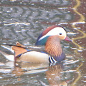 Mandarin Duck
