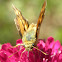 skipper