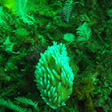 Nudibranch