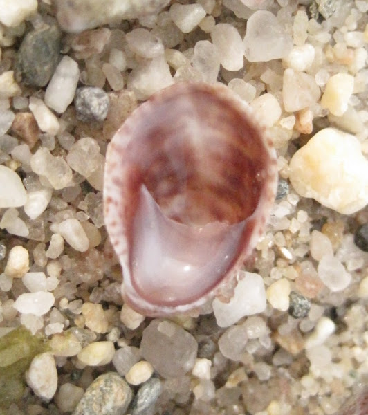 Common Slipper Shell Project Noah