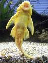 [sucker fish 2[3].jpg]