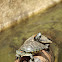Red eared slider