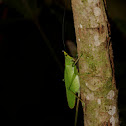 Conehead Katydid