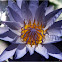 Water lily