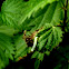 Caterpillar