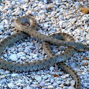 Serp de ferradura